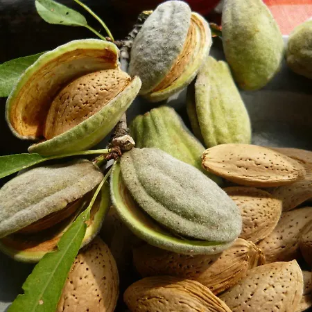 بيت ضيافة Mandula Haz 3*