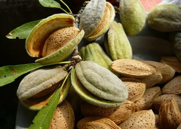 Konukevi Mandula Haz 3*